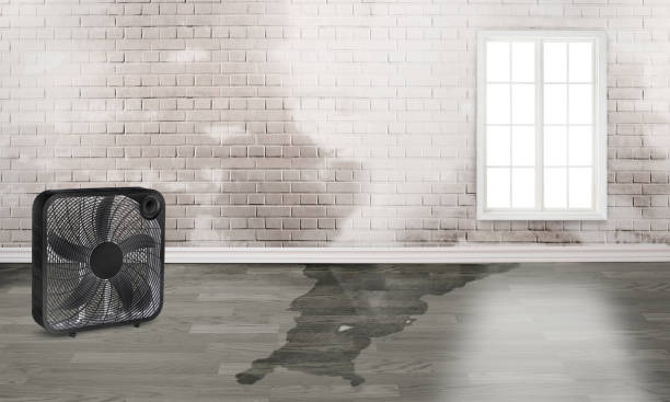 Best Water damage restoration near me  in Berwyn Heights, MD