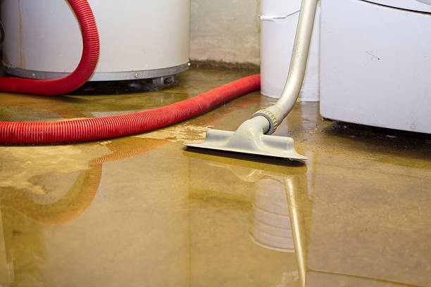 Best Flood damage cleanup  in Berwyn Heights, MD
